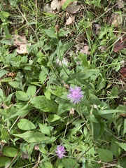 Centaurea nigrescens
