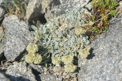 Eriogonum