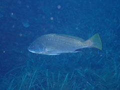 Sciaena umbra