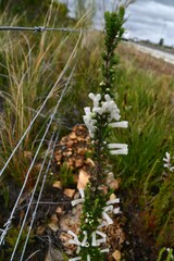 Erica perspicua