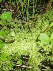 Rhizomnium punctatum