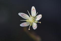 Saxifraga