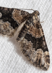 Xanthorhoe ferrugata