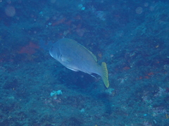 Sciaena umbra