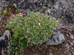 Potentilla villosa