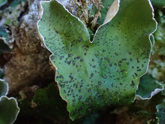 Peltigera aphthosa