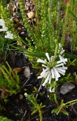 Erica perspicua