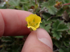 Potentilla villosa