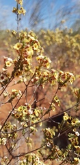 Micromyrtus flaviflora