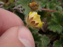 Potentilla villosa