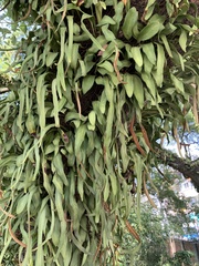Pyrrosia adnascens