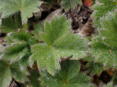 Potentilla villosa