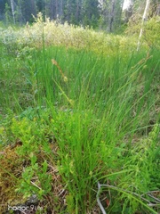 Carex globularis