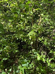Calycanthus occidentalis