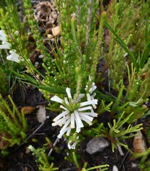 Erica perspicua