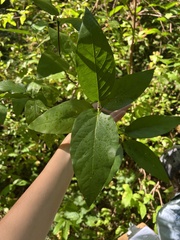 Calycanthus occidentalis