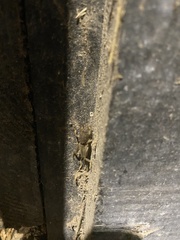 Neoscapteriscus borellii