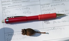 Calycanthus occidentalis