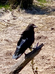 Corvus mellori