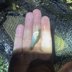Poecilia latipinna