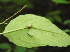 Neolasioptera impatientifolia