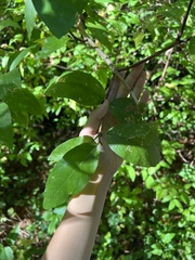 Calycanthus occidentalis