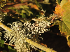Hypogymnia tubulosa