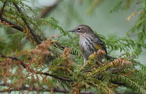 Yellow-rumped Warbler photographed in Missouri