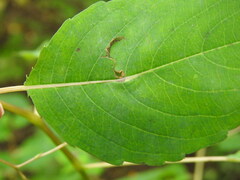 Neolasioptera impatientifolia