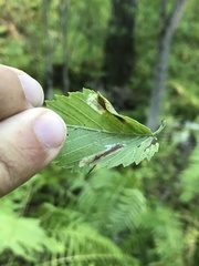 Phyllonorycter argentinotella