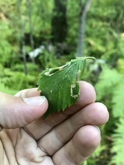 Phyllonorycter argentinotella