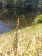 Stethopachys formosa