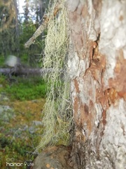 Alectoria sarmentosa