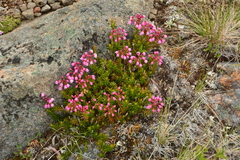 Phyllodoce empetriformis