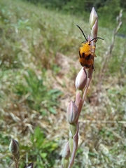 Stethopachys formosa