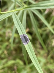 Asteromyia euthamiae