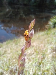 Stethopachys formosa