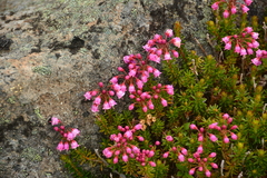 Phyllodoce empetriformis