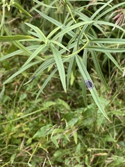 Asteromyia euthamiae