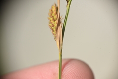 Carex scopulorum