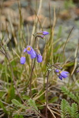Polemonium pulcherrimum