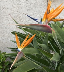 Strelitzia