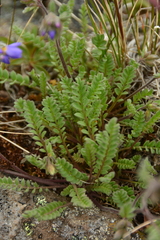 Polemonium pulcherrimum