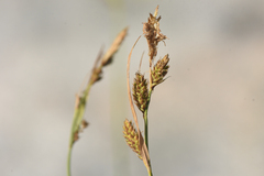 Carex scopulorum