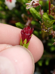 Exobasidium cassiopes