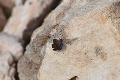 Brephidium exilis exilis