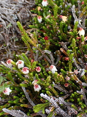 Exobasidium cassiopes