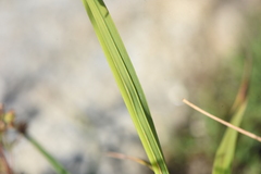 Carex scopulorum