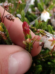 Exobasidium cassiopes