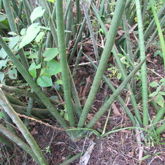 Sansevieria cylindrica